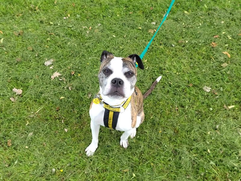 Ruby for sale in Kenilworth, Warks