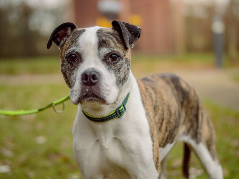 Ruby | Terrier (Staffordshire Bull) Cross | Kenilworth (West Midlands) - 1