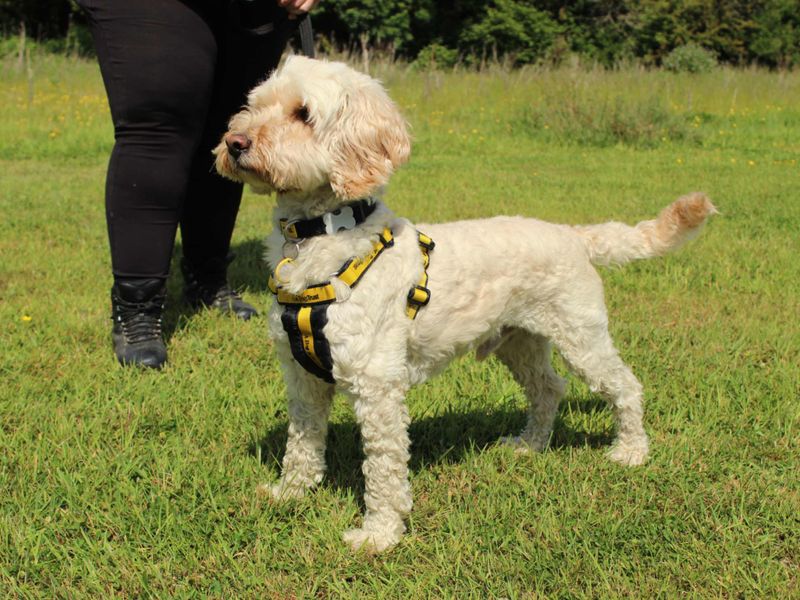 Cocker Spaniel for adoption in Newbury, Berks – 4 years old - Image 4 of 6