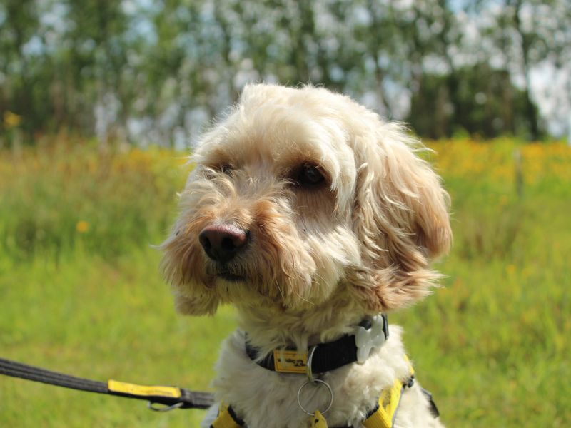 Cocker Spaniel for adoption in Newbury, Berks – 4 years old - Image 6 of 6