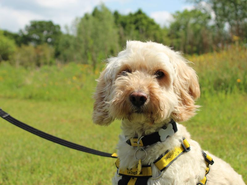 Niko for sale in Newbury, Berks | Image 3