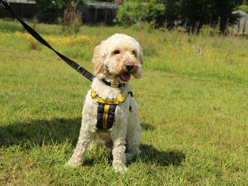 Niko for sale in Newbury, Berks | Image 2