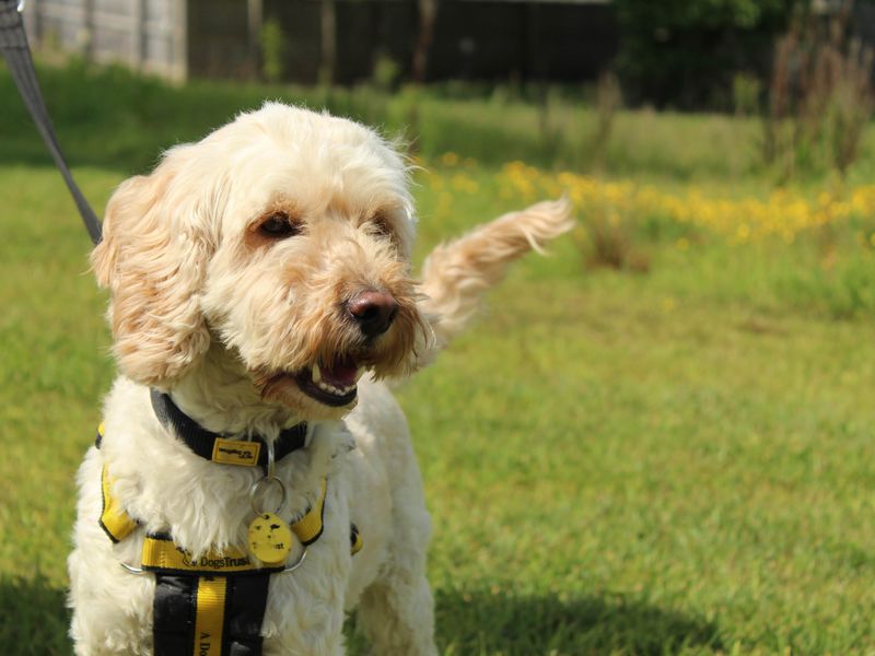 Niko for sale in Newbury, Berks