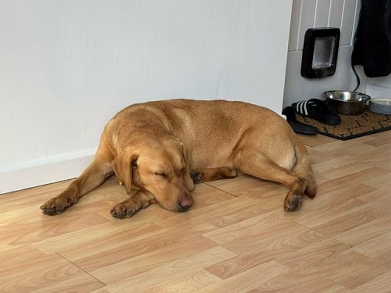 Juniper | Retriever (Labrador) | Manchester - 1