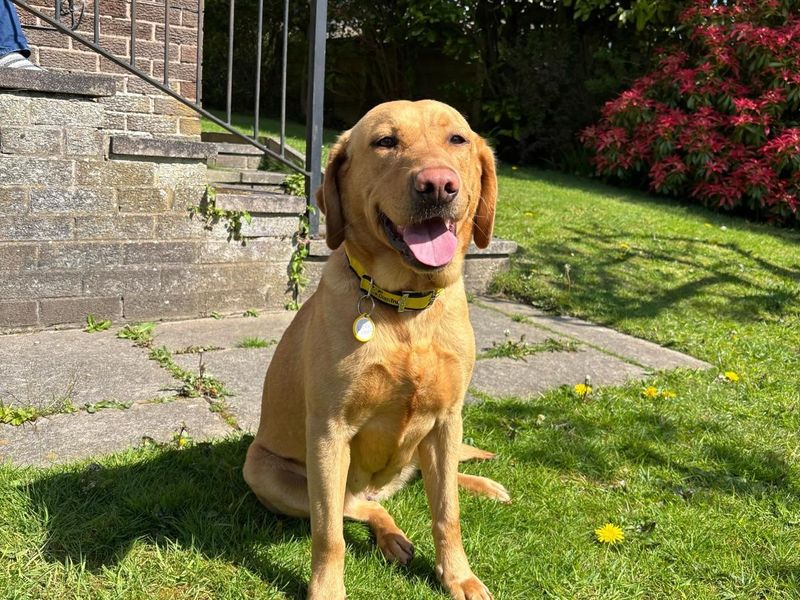 Juniper | Retriever (Labrador) | Manchester - 1