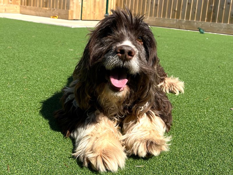 Oscar for sale in Ballymena, Co Antrim | Image 2