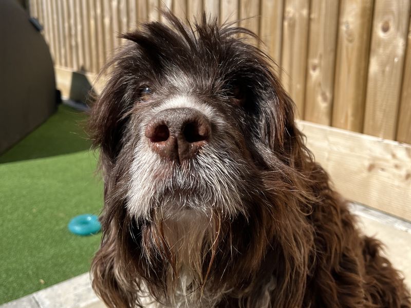 Springer Spaniel for adoption in Ballymena, Co Antrim – 7 years old - Image 4 of 4