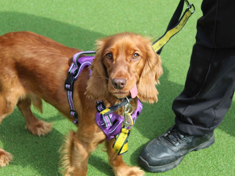 Hop | Spaniel (Cocker) | Glasgow - 1