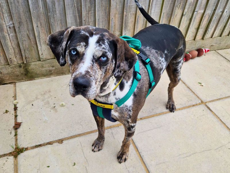 Staffordshire Bull Terrier for adoption in Newton Tony, Wiltshire – 7 years old - Image 2 of 3
