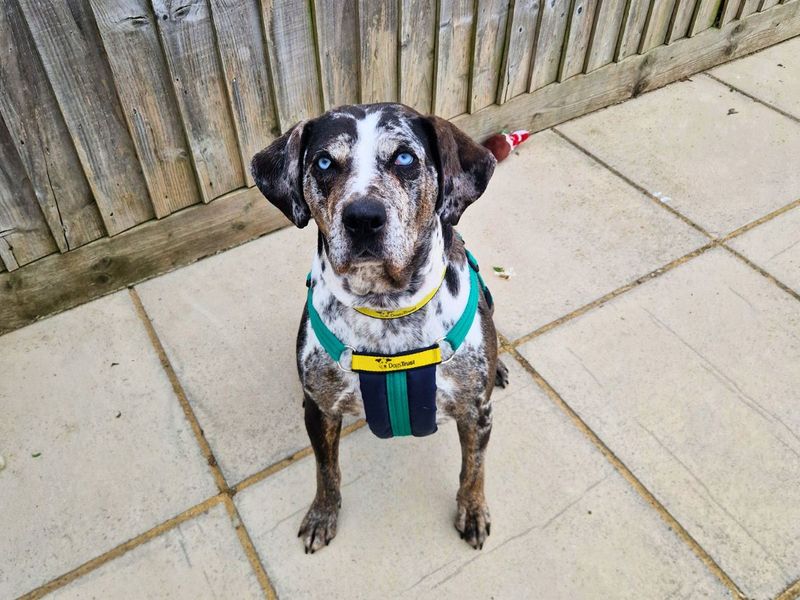 Staffordshire Bull Terrier for adoption in Newton Tony, Wiltshire – 7 years old - Image 3 of 3