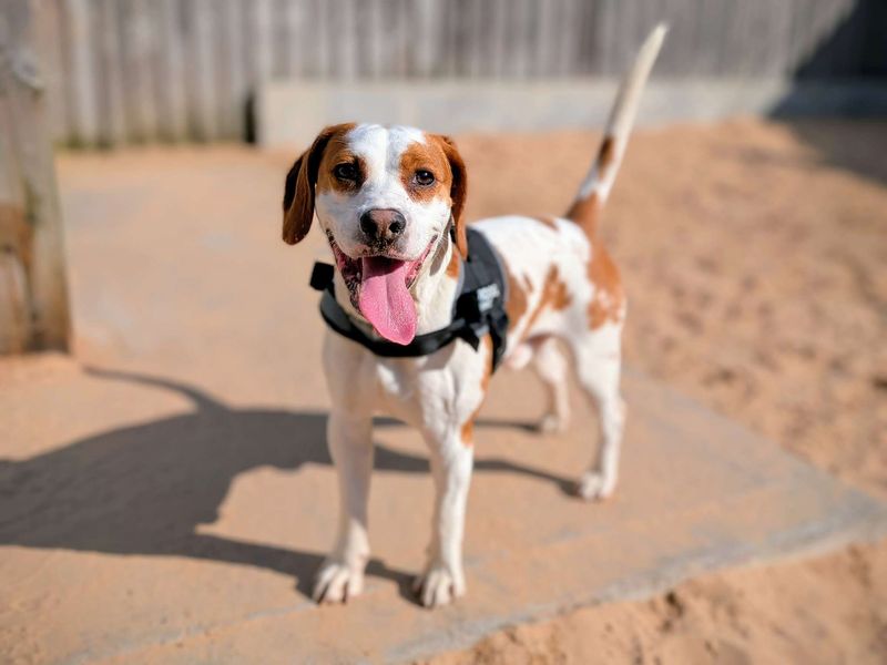 Rocky for sale in Cardiff, Glamorgan | Image 4