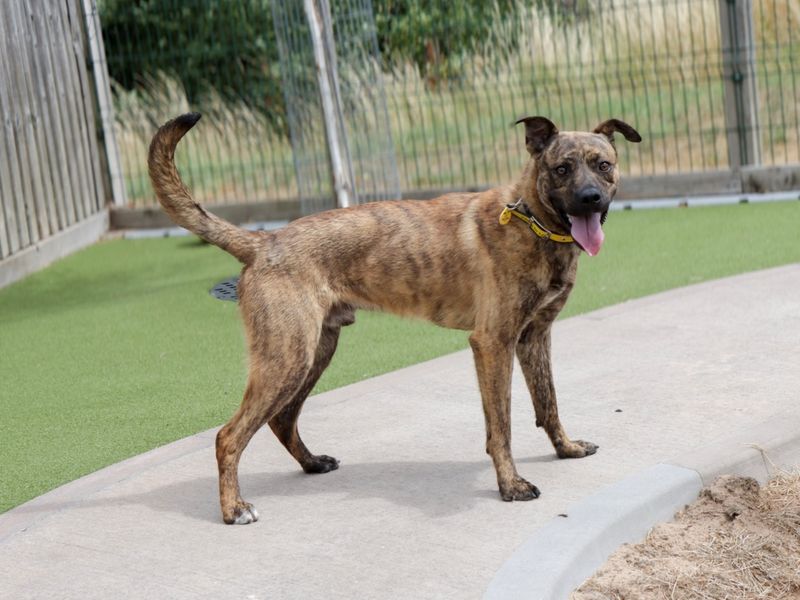 Cooper | Crossbreed | Darlington - 4