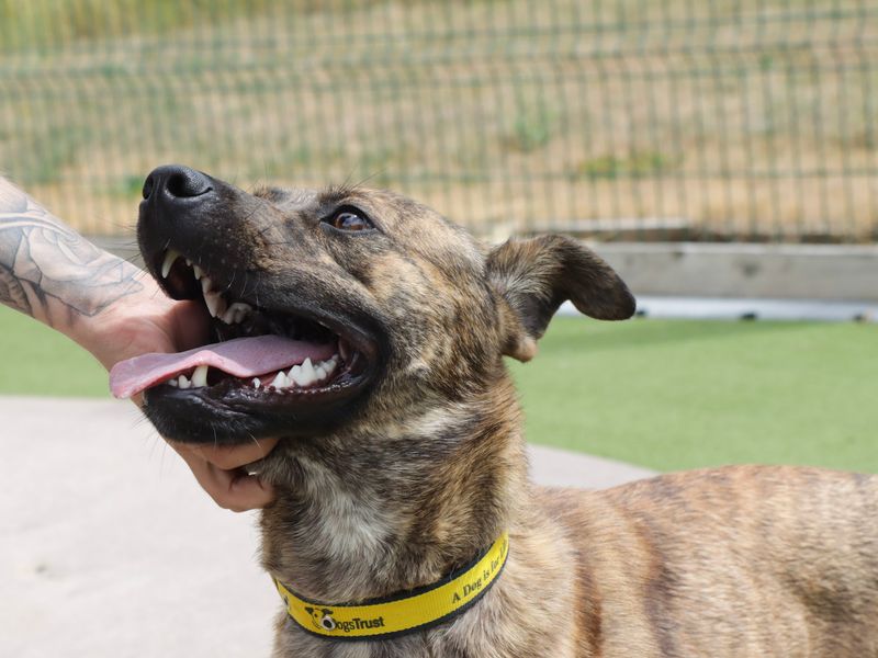 Cooper | Crossbreed | Darlington - 7