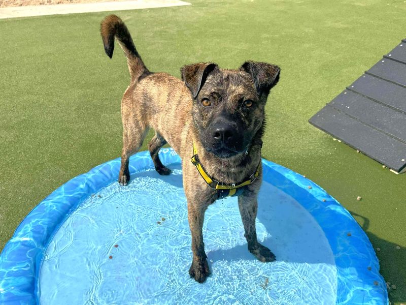 Cooper | Crossbreed | Darlington - 5