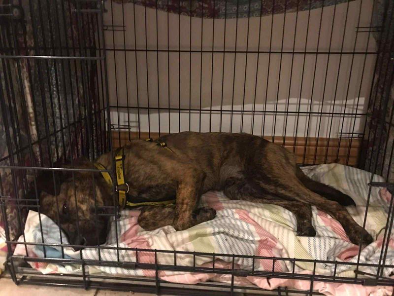Cooper | Crossbreed | Darlington - 2