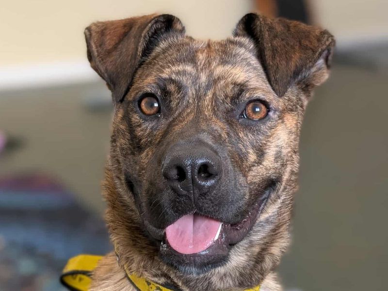 Cooper | Crossbreed | Darlington - 1