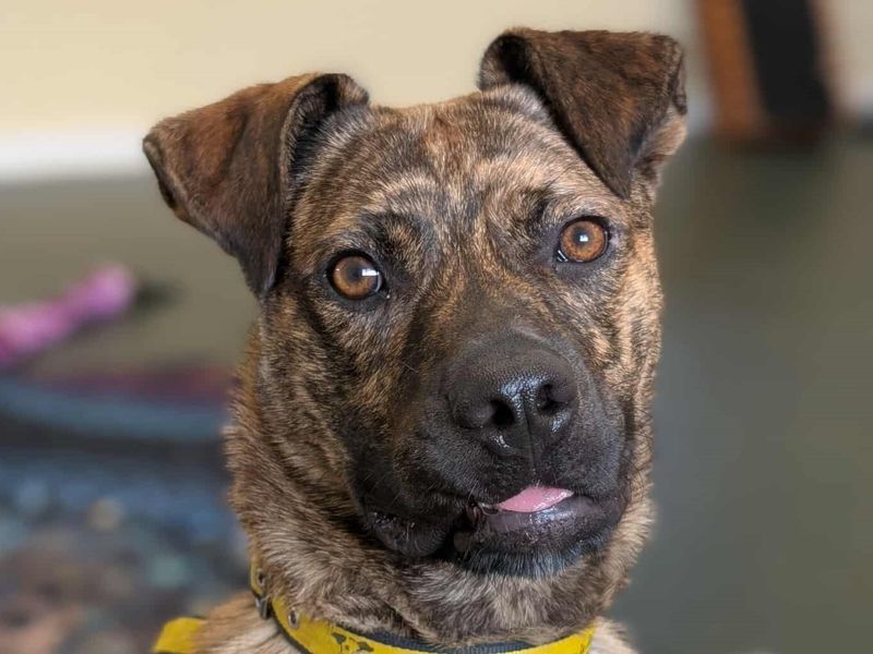 Cooper | Crossbreed | Darlington - 3