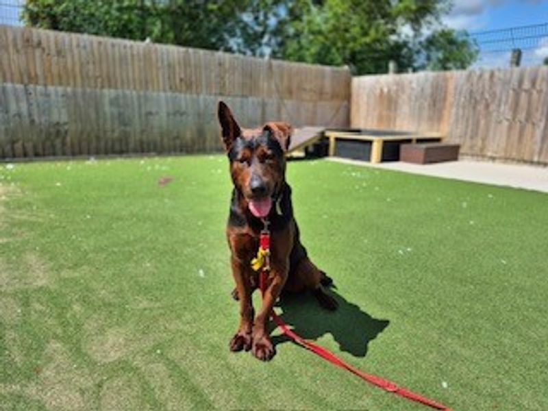 Red | Crossbreed | Darlington - 1