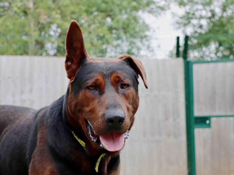 Red | Crossbreed | Darlington - 1