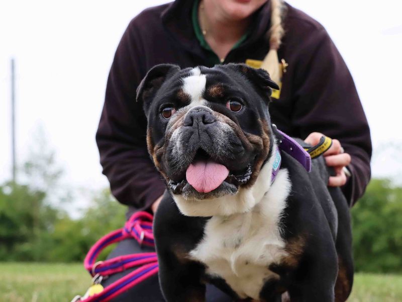 Snuffles for sale in Sadberge, Co Durham | Image 3
