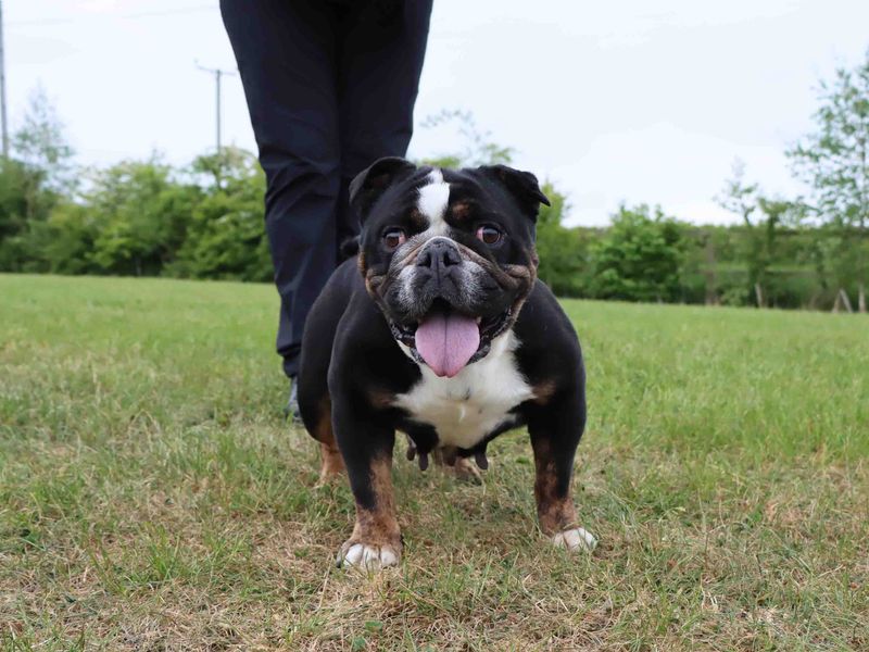 English Bulldog for adoption in Sadberge, Co Durham – 2 years old - Image 4 of 4