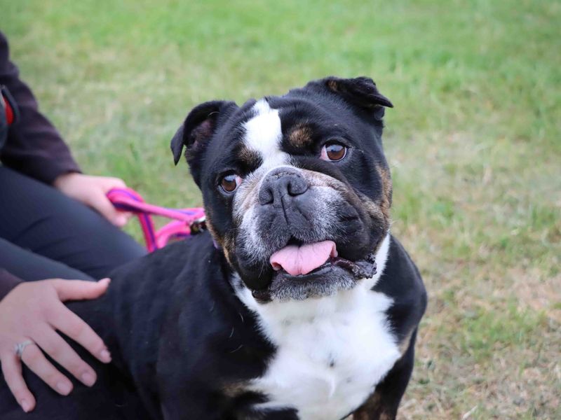 English Bulldog for adoption in Sadberge, Co Durham – 2 years old - Image 2 of 4