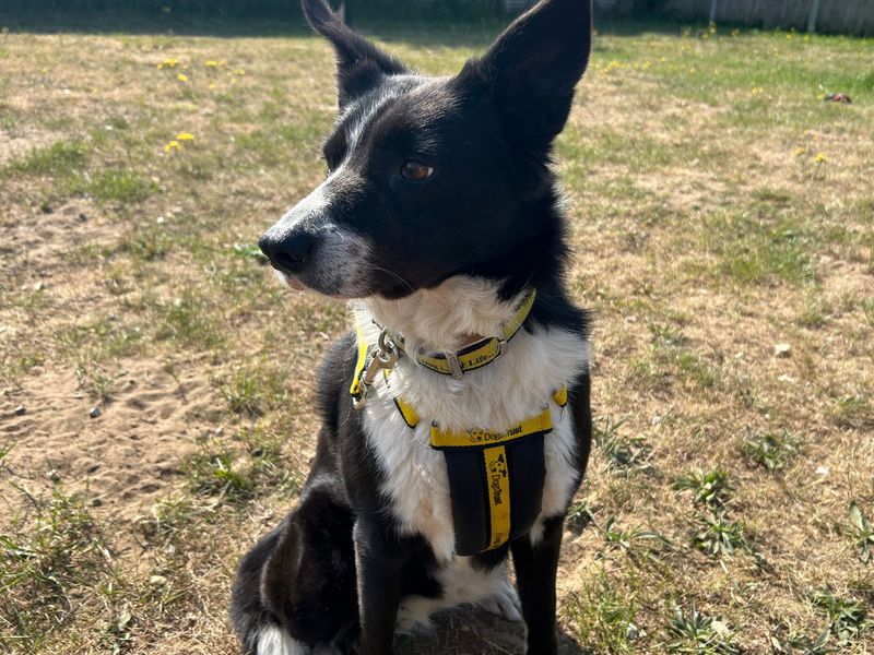 Lady | Collie (Border) | Snetterton (Norfolk) - 1