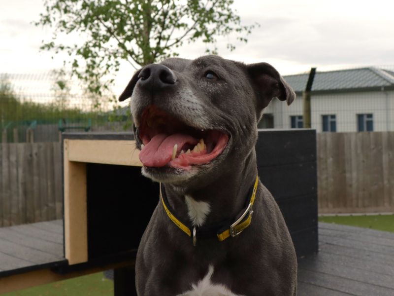 Pearl | Terrier (Staffordshire Bull) | Evesham (Worcestershire) - 1
