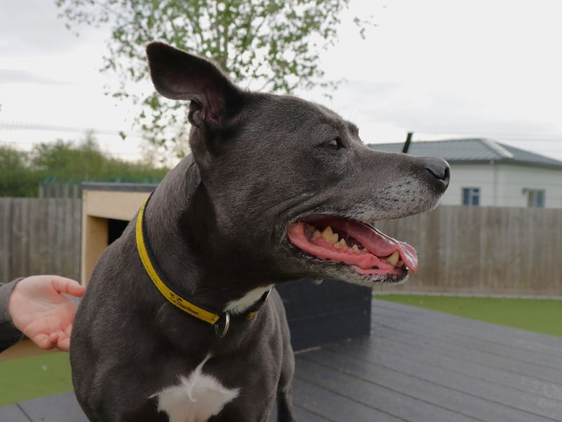 Staffordshire Bull Terrier for adoption in Evesham, Worcestershire – 9 years old - Image 7 of 7