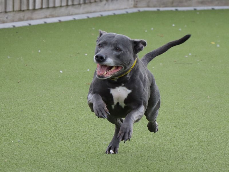 Staffordshire Bull Terrier for adoption in Evesham, Worcestershire – 9 years old - Image 4 of 7
