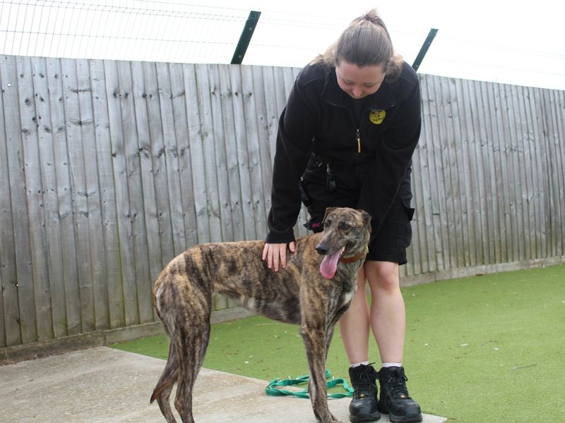 Suzie for sale in Evesham, Worcestershire