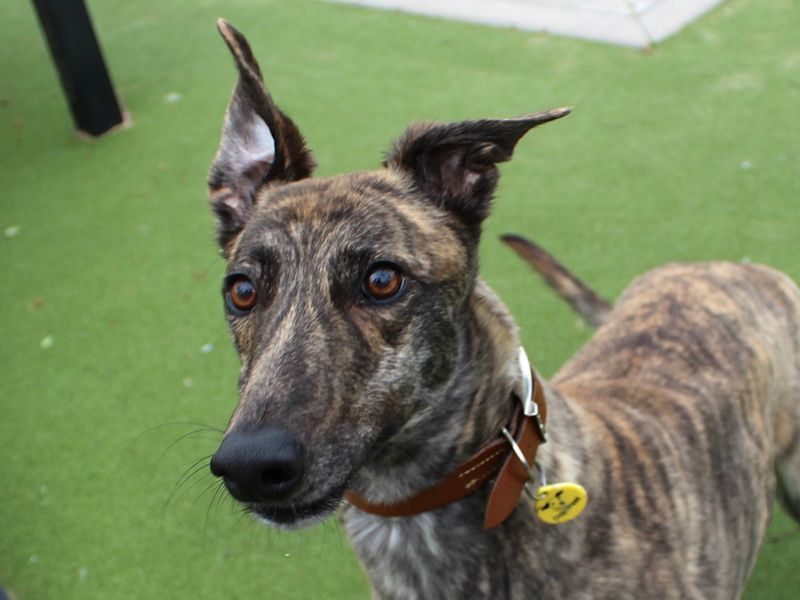 Greyhound for adoption in Evesham, Worcestershire – 2 years old - Image 2 of 2