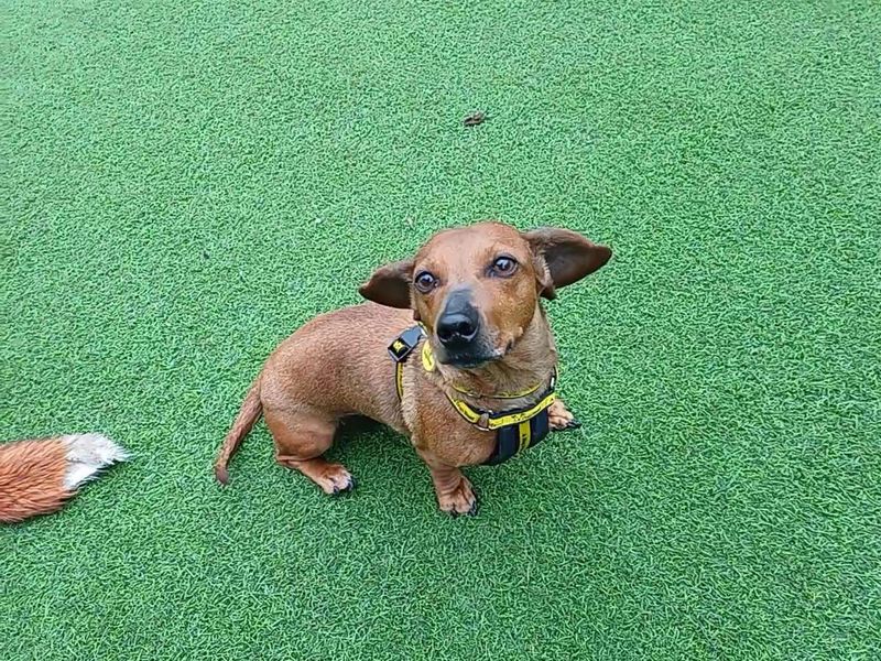 Dachshund Dogs And Puppies For Adoption