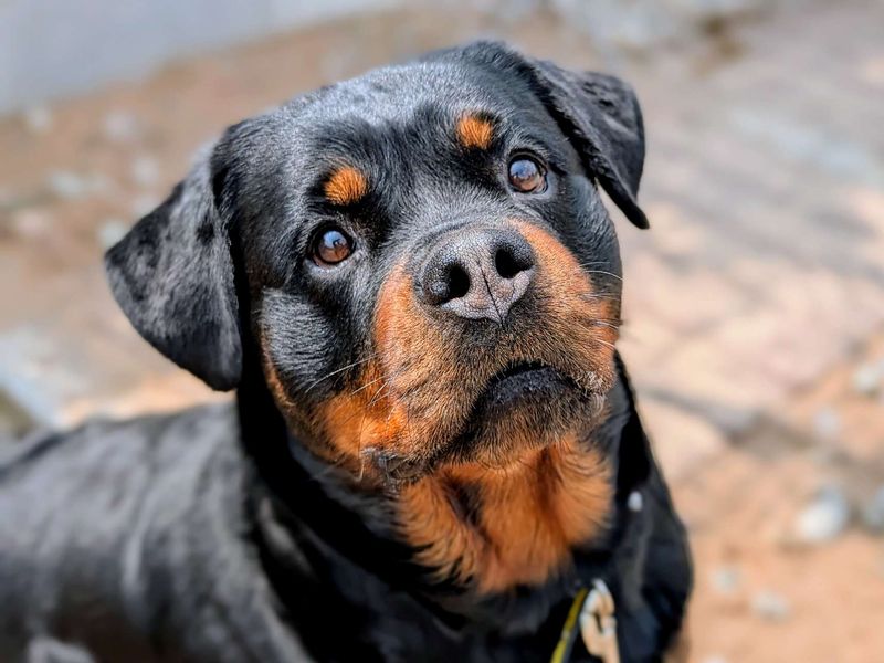 Rottweiler for adoption in Cardiff, Glamorgan – 4 years old - Image 6 of 6