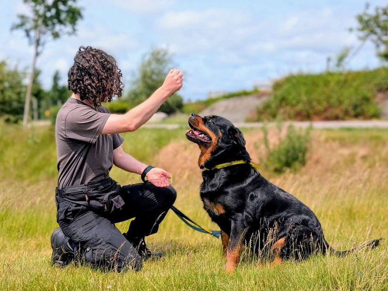 Rottweiler for adoption in Cardiff, Glamorgan – 4 years old - Image 2 of 6