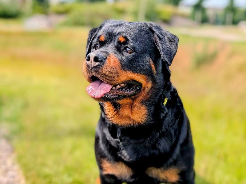 Rottweiler for adoption in Cardiff, Glamorgan – 4 years old - Image 4 of 6