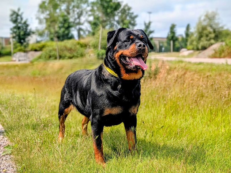 Rottweiler for adoption in Cardiff, Glamorgan – 4 years old - Image 5 of 6