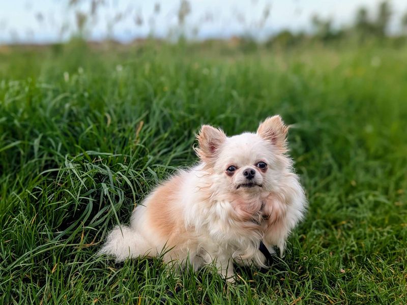 Chihuahua for adoption in Cardiff, Glamorgan – 4 years old - Image 4 of 5