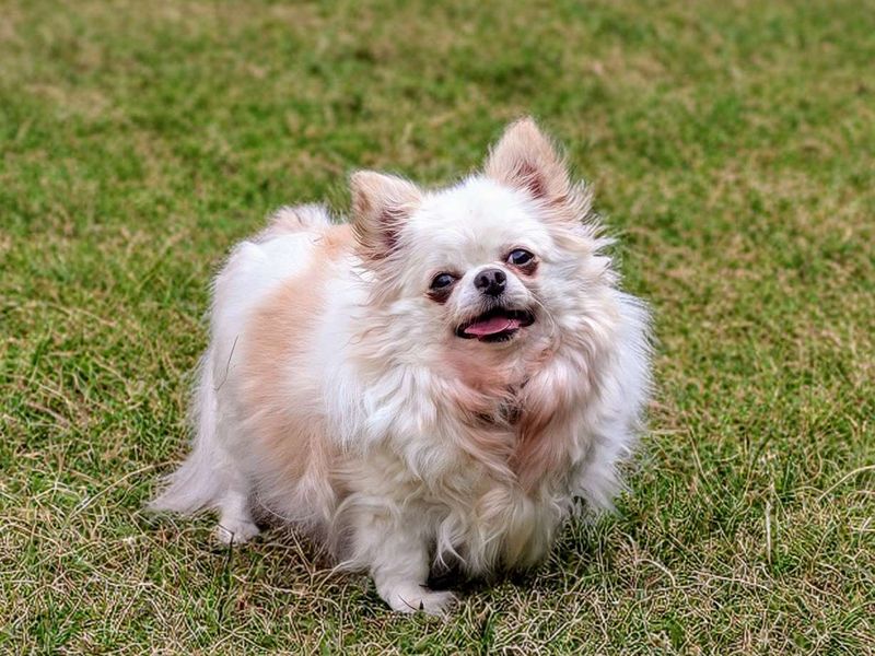 Chihuahua for adoption in Cardiff, Glamorgan – 4 years old