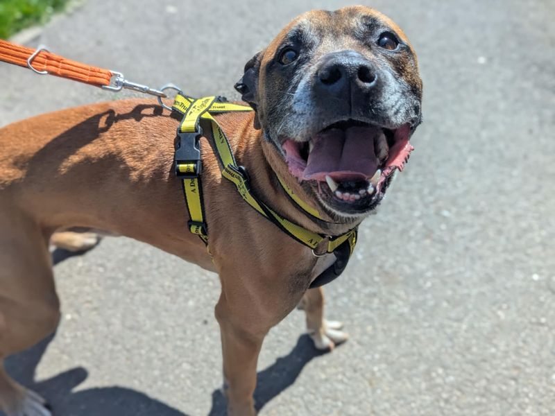 Dalton | Terrier (Staffordshire Bull) Cross | Bridgend (Wales) - 1