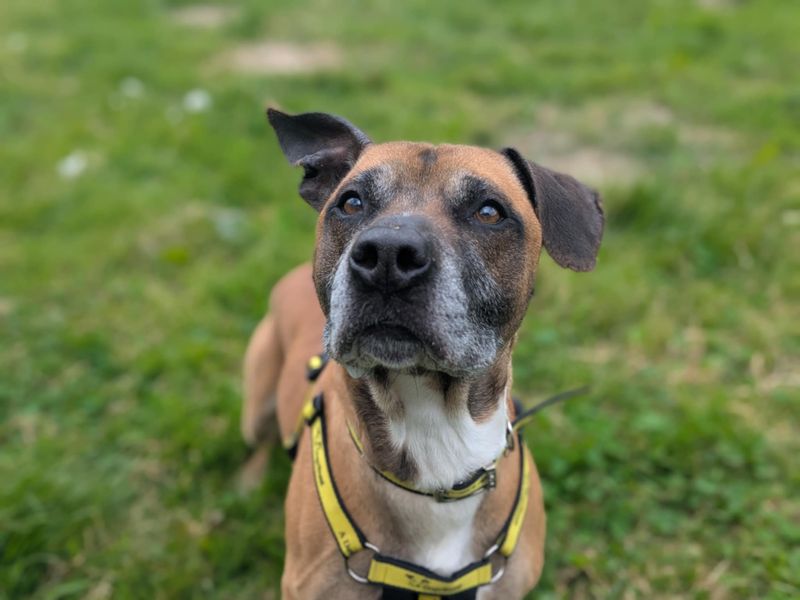 Dalton | Terrier (Staffordshire Bull) Cross | Bridgend (Wales) - 1
