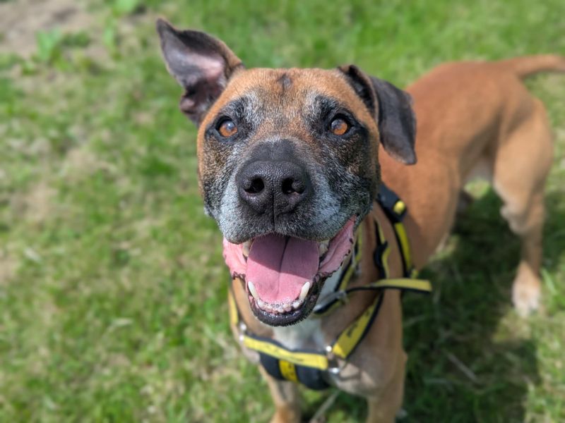 Dalton | Terrier (Staffordshire Bull) Cross | Bridgend (Wales) - 1