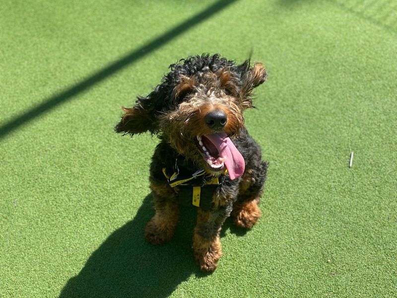 Poodle for adoption in Chestfield, Kent – 10 months old