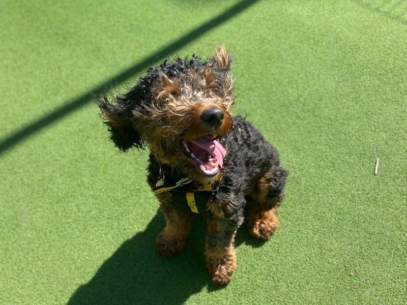 Poodle for adoption in Chestfield, Kent – 1 year old - Image 2 of 2