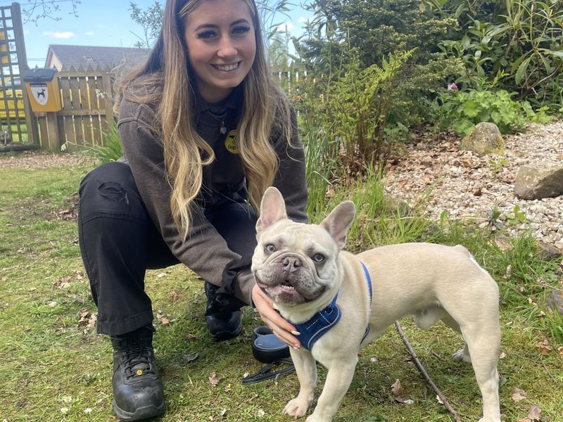French Bulldog for adoption in West Calder, West Lothian – 1 year old - Image 2 of 3