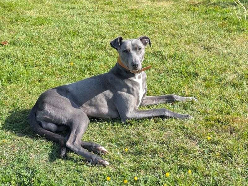 Greyhound Dogs And Puppies For Adoption