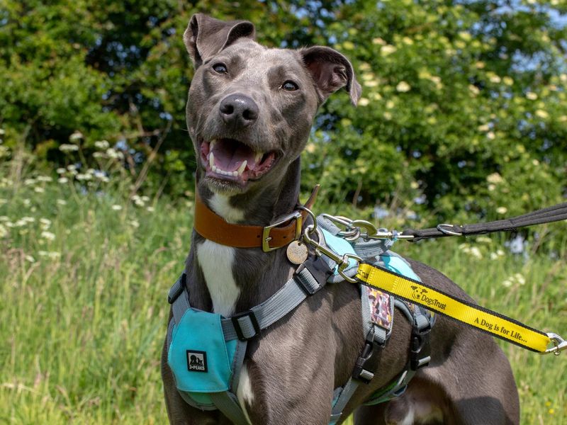 River | Whippet Cross | Shrewsbury (Shropshire) - 1
