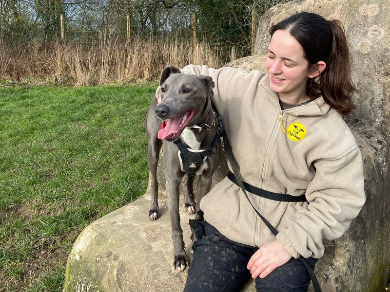 River | Whippet Cross | Shrewsbury (Shropshire) - 1