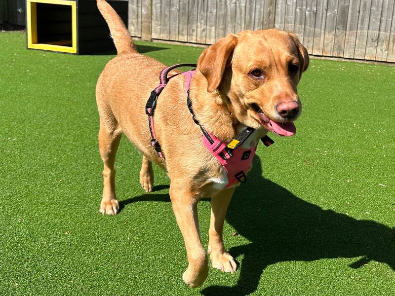 Lulu | Retriever (Labrador) | Loughborough - 1