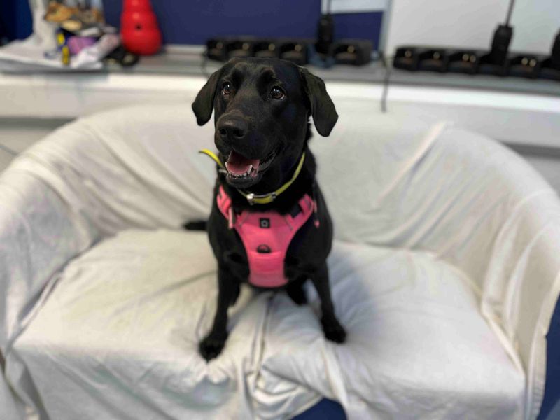 Ellie | Retriever (Labrador) | Loughborough - 1